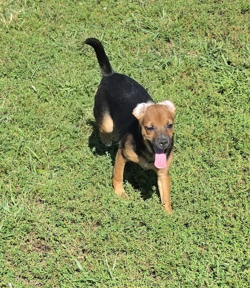 Enlarge Ballet, a Adoptable mixed breed in Terre Haute, IN image 3/4