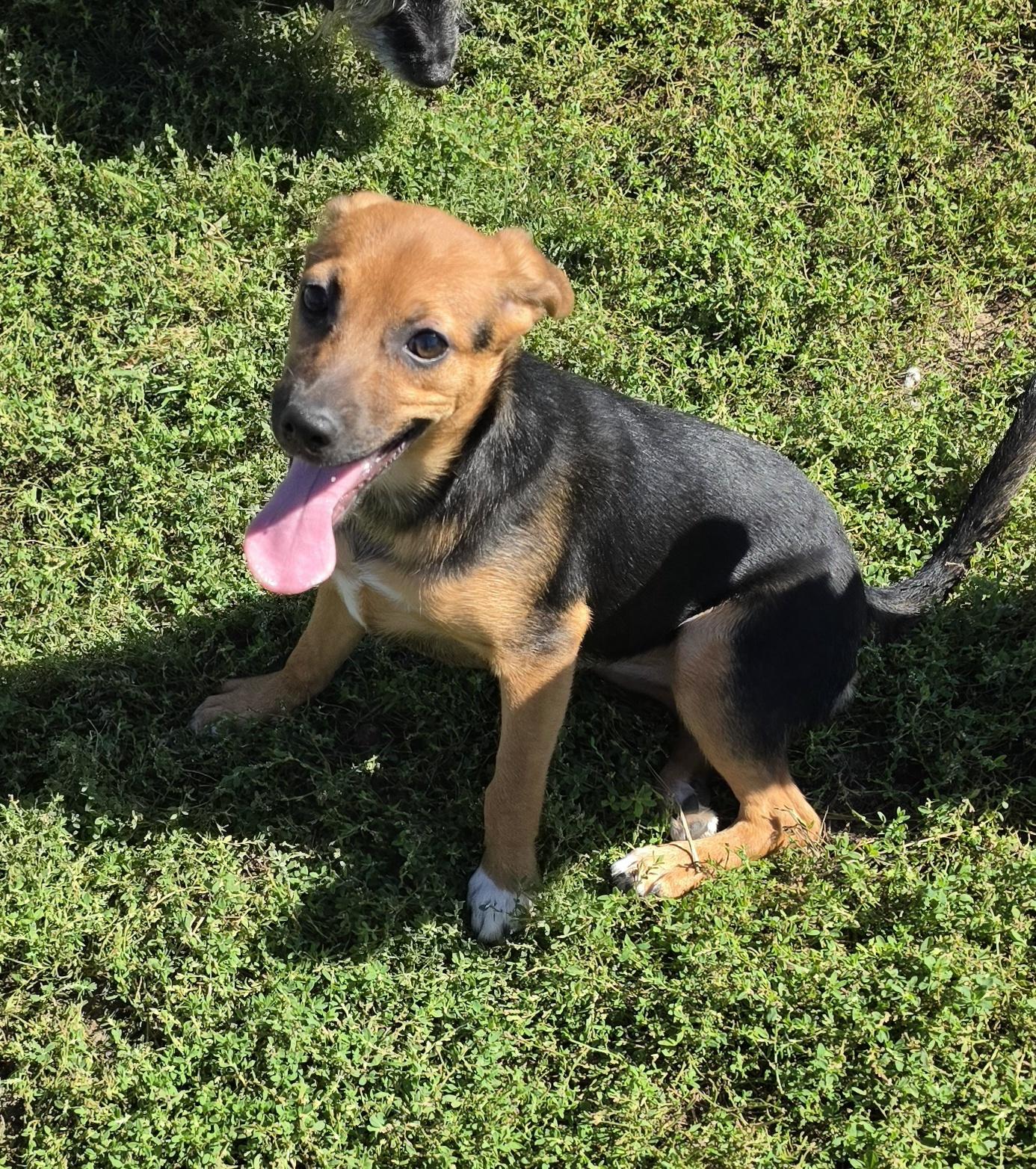 Enlarge Ballet, a Adoptable mixed breed in Terre Haute, IN image 2/4