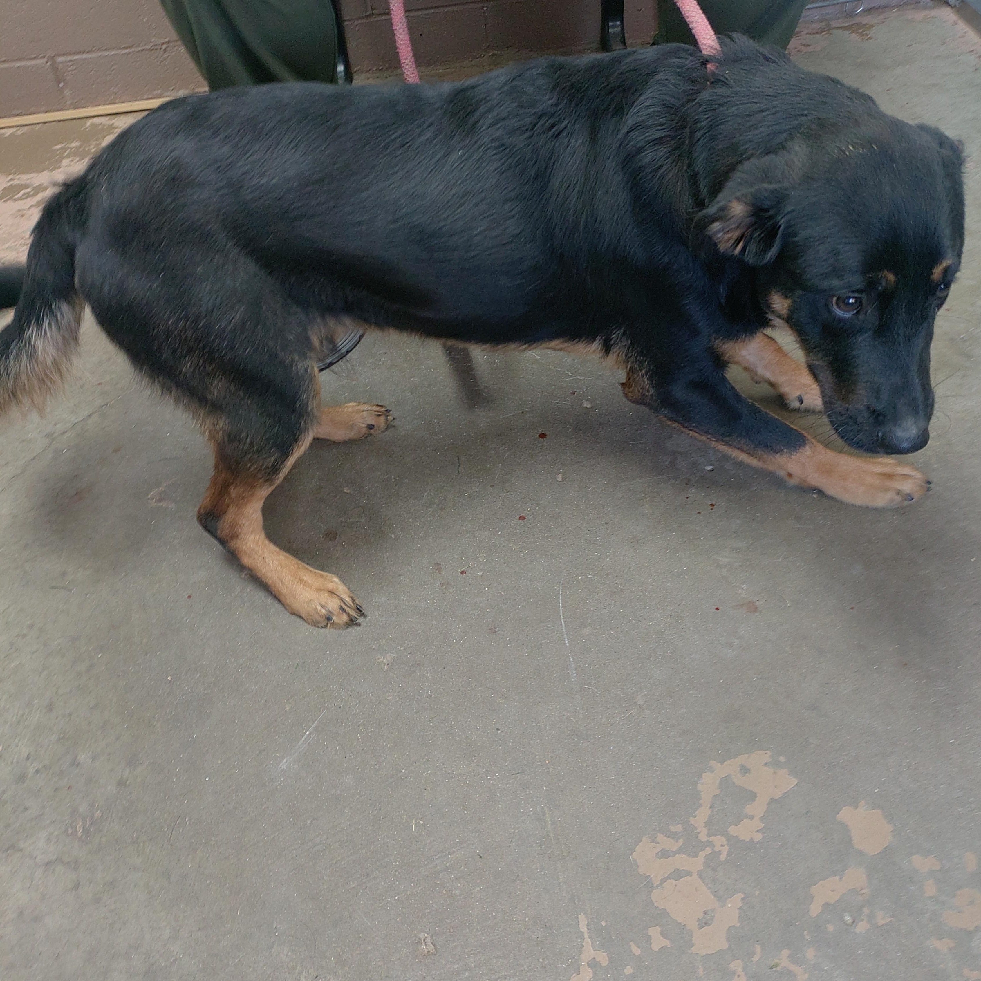 Enlarge 26-113, a Adoptable mixed breed in Carrollton, OH image 4/4