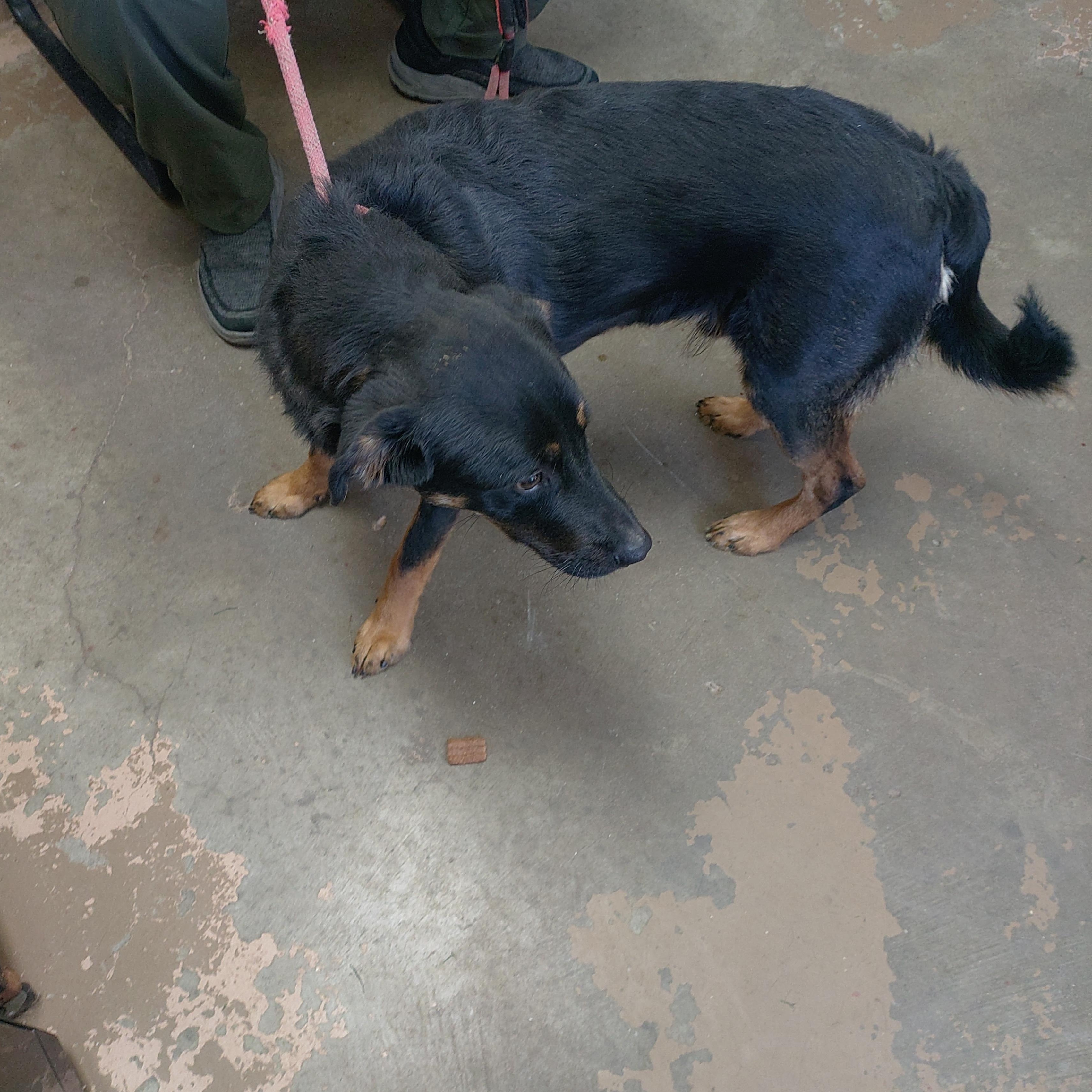 Enlarge 26-113, a Adoptable mixed breed in Carrollton, OH image 2/4