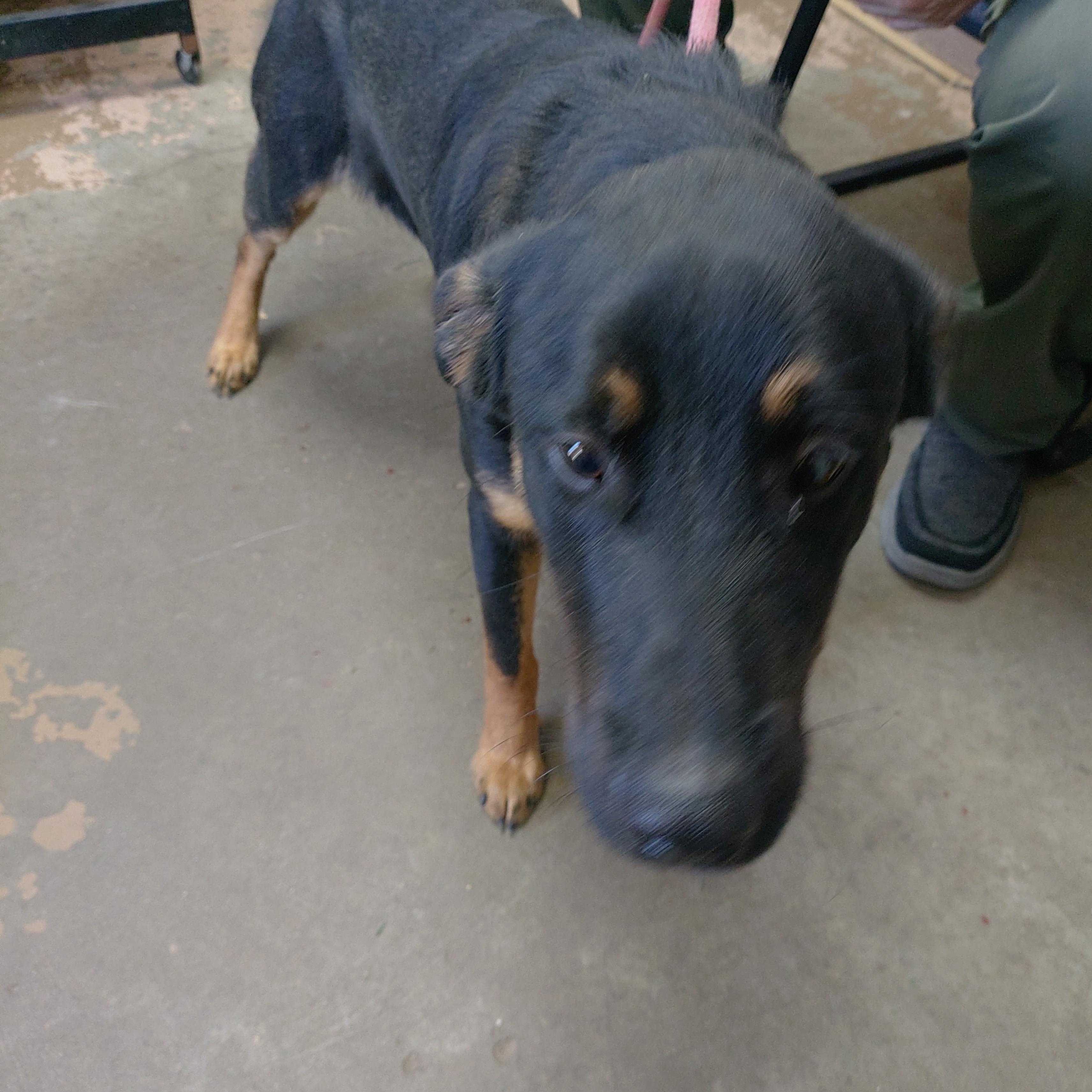 26-113, Adoptable, Young Male German Shepherd Dog.