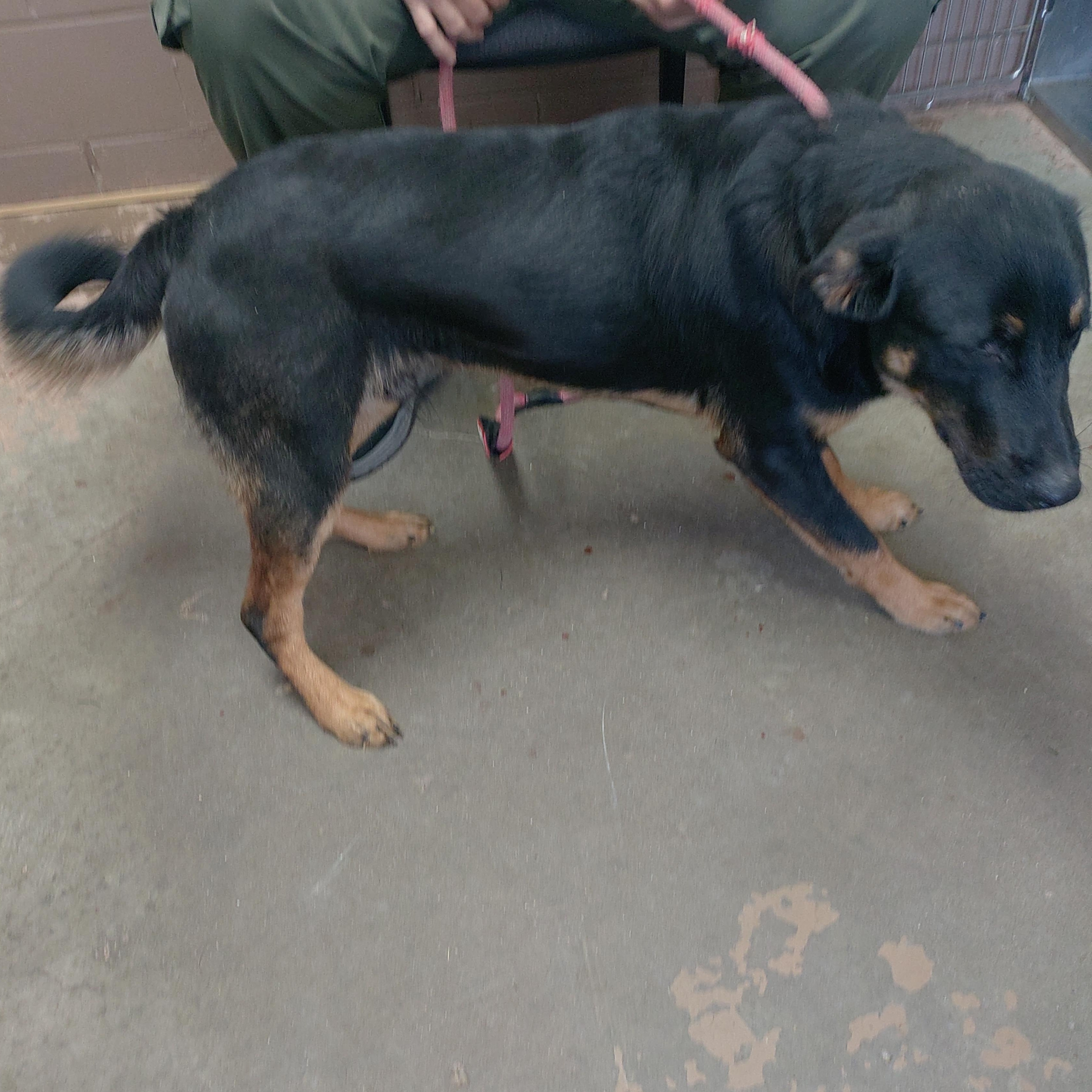 Enlarge 26-113, a Adoptable mixed breed in Carrollton, OH image 3/4