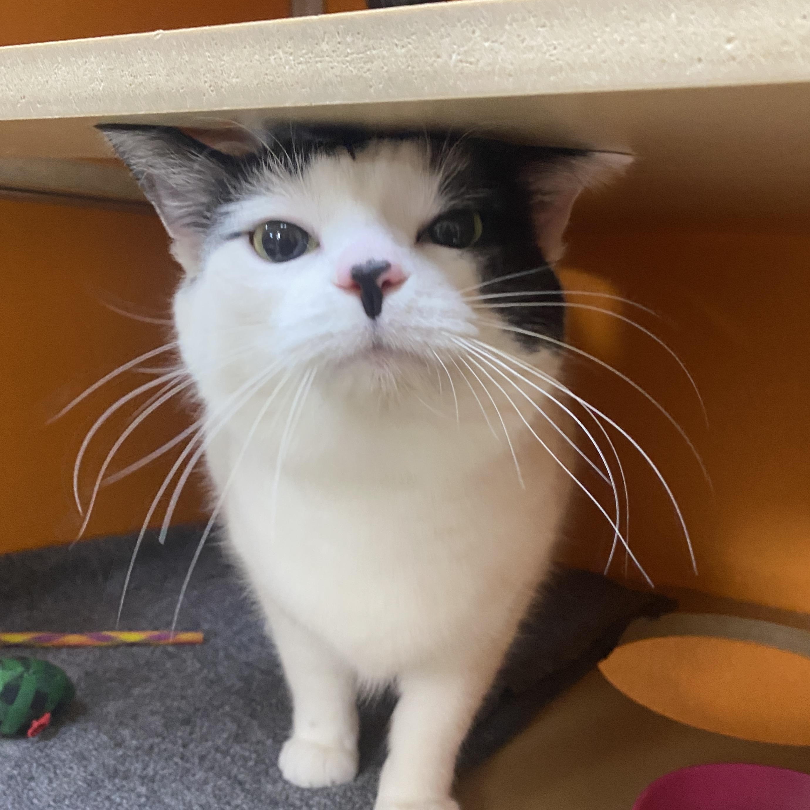 Enlarge Jax, an adoptable Domestic Short Hair in Elyria, OH image 3/4