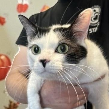 Enlarge Jax, an adoptable Domestic Short Hair in Elyria, OH image 2/4