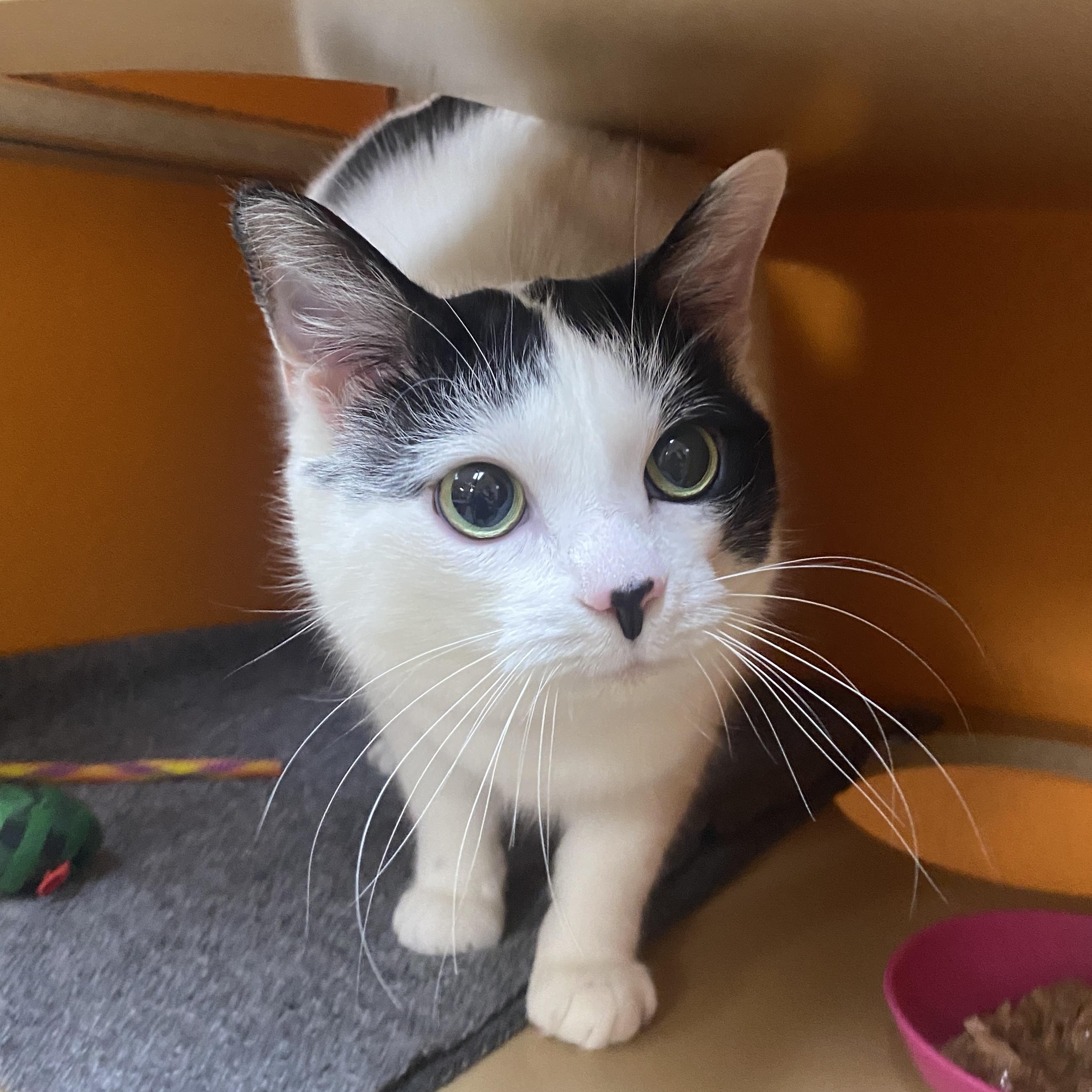 Jax, adoptable, Adult Male Domestic Short Hair.