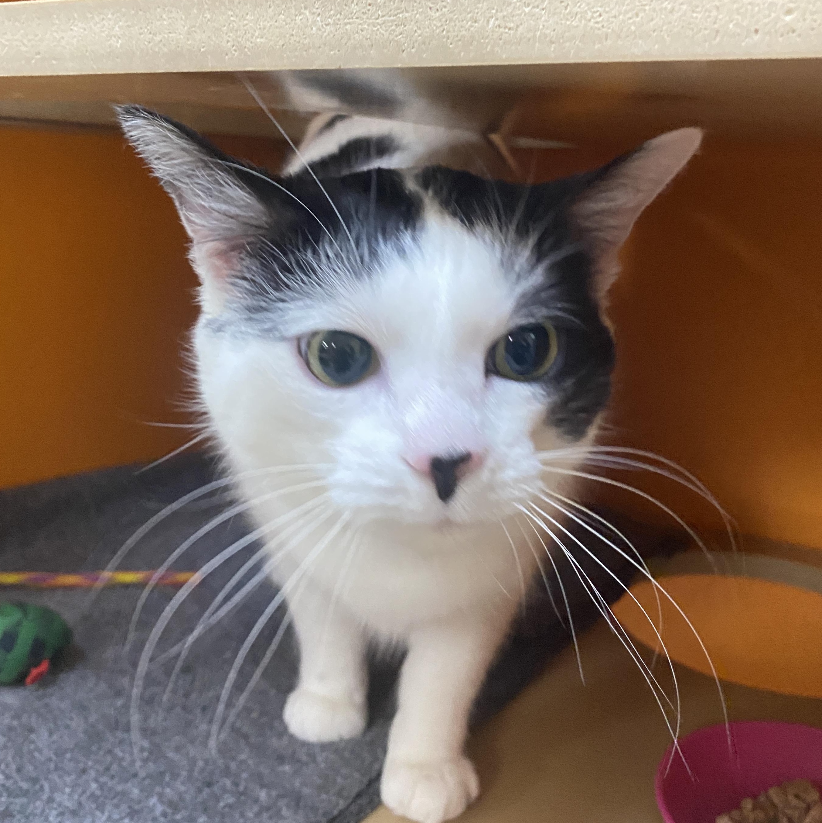 Enlarge Jax, an adoptable Domestic Short Hair in Elyria, OH image 4/4