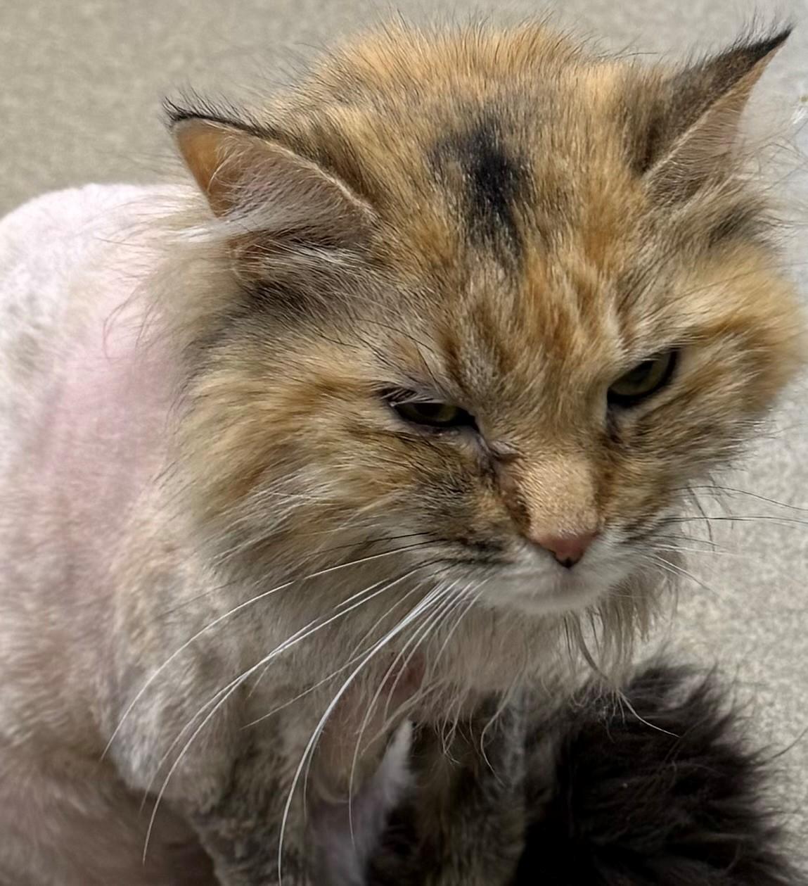 Mari, ADOPTABLE, Adult Female Domestic Long Hair.