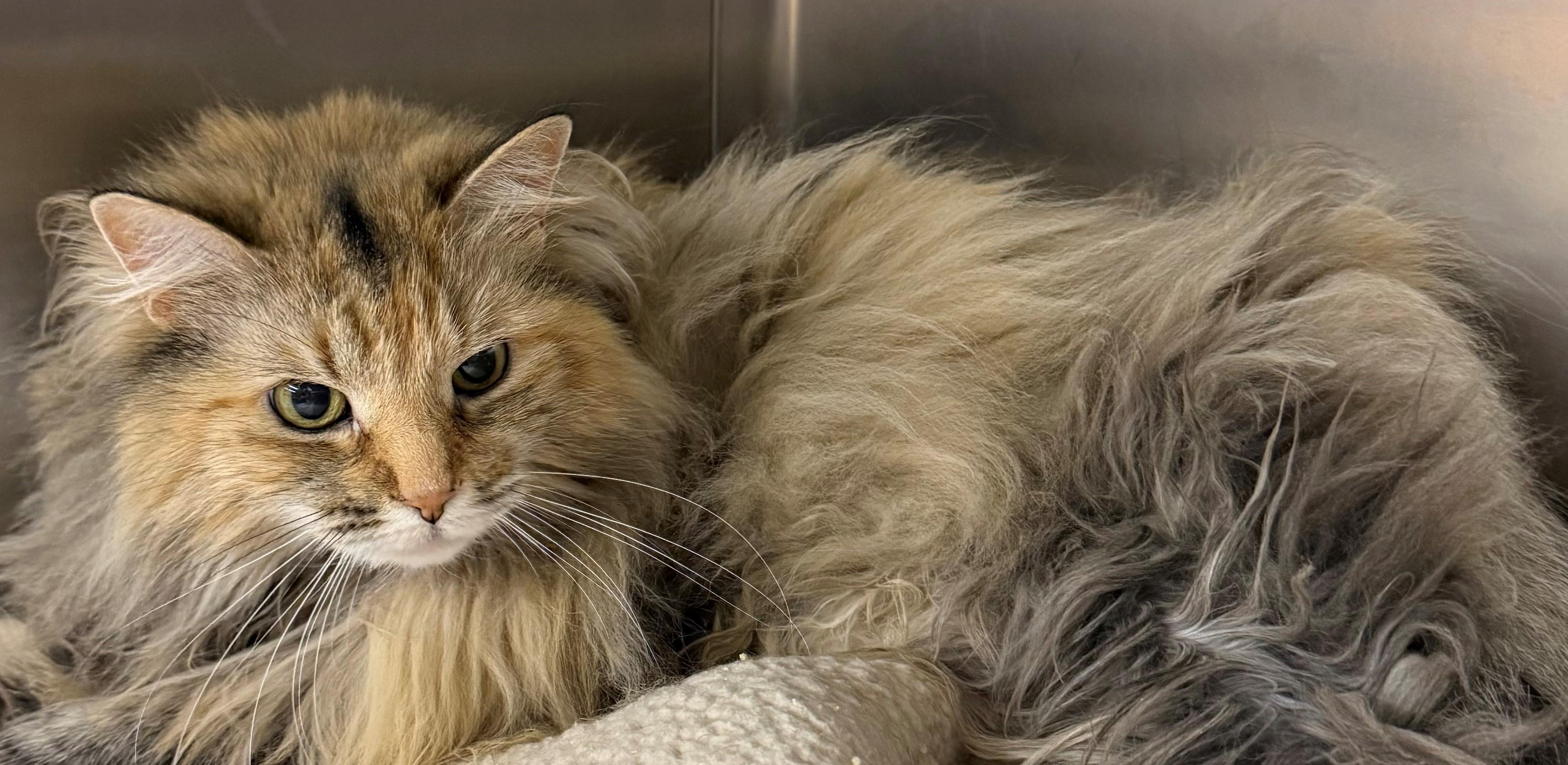 Enlarge Mari, a ADOPTABLE Domestic Long Hair in Edison, NJ image 1/1