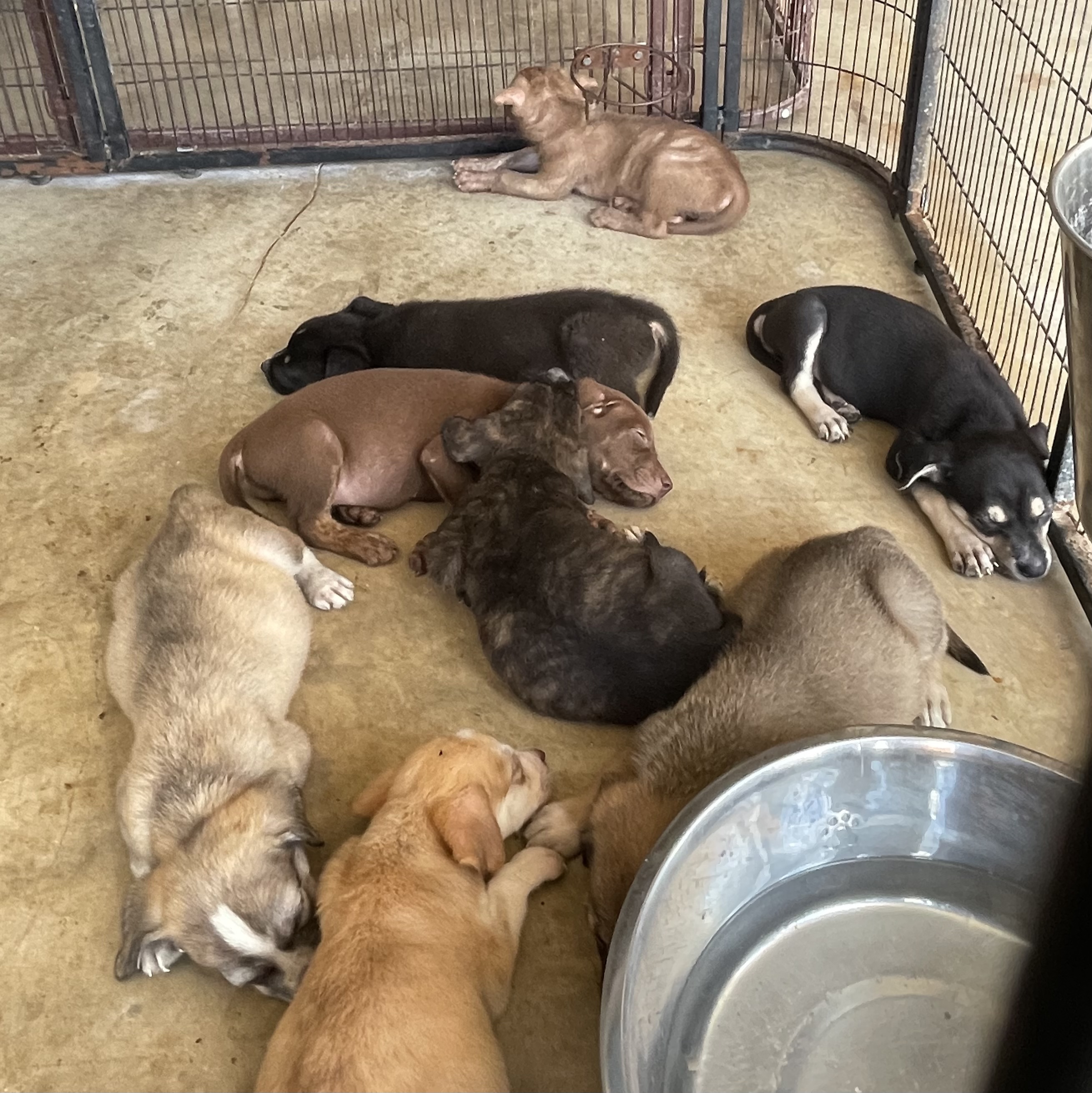 Ava and pups photo 2