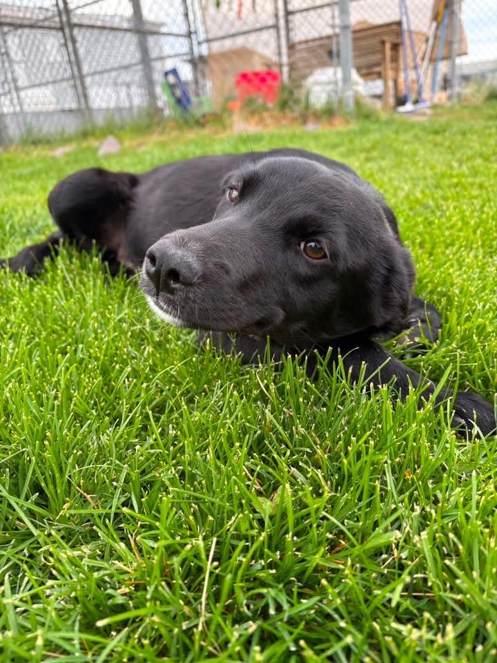 Robin, a ADOPTABLE mixed breed in Prineville, OR image 3/4