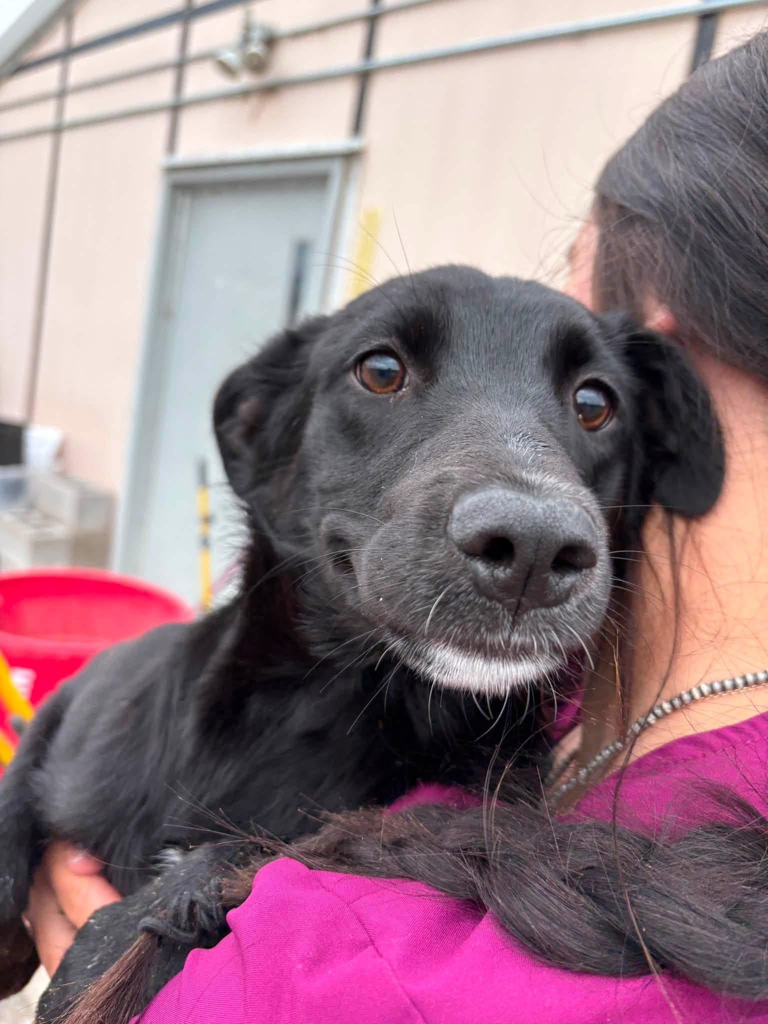 Robin, a ADOPTABLE mixed breed in Prineville, OR image 1/4