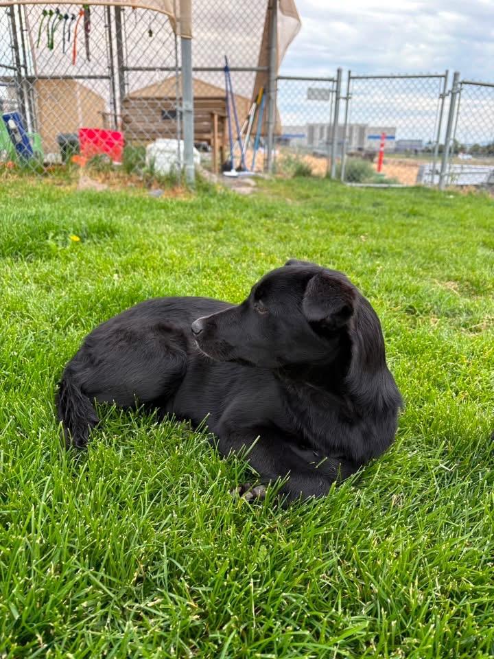 Robin, a ADOPTABLE mixed breed in Prineville, OR image 2/4
