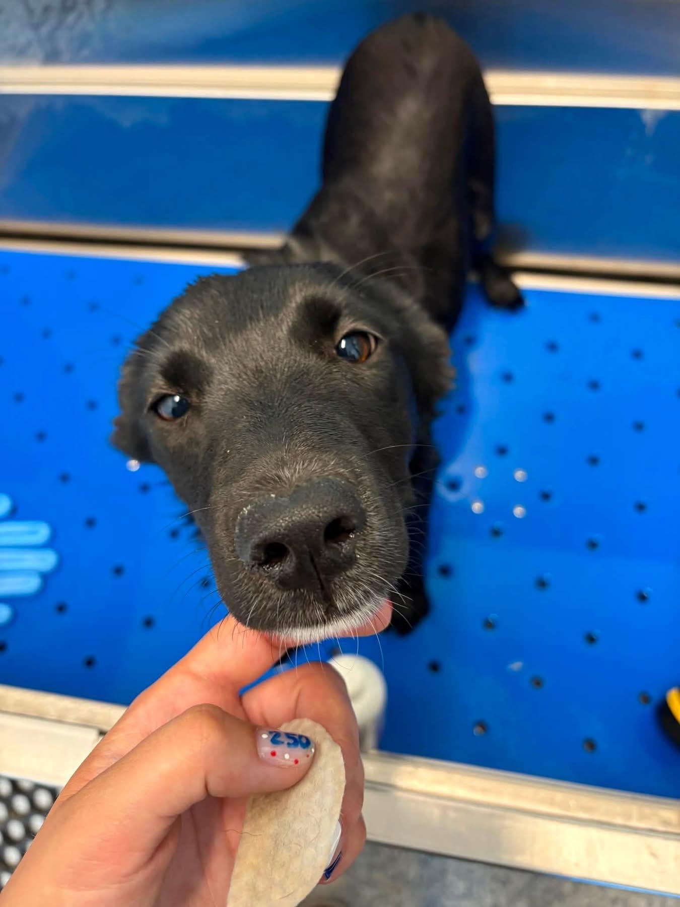 Robin, a ADOPTABLE mixed breed in Prineville, OR image 4/4