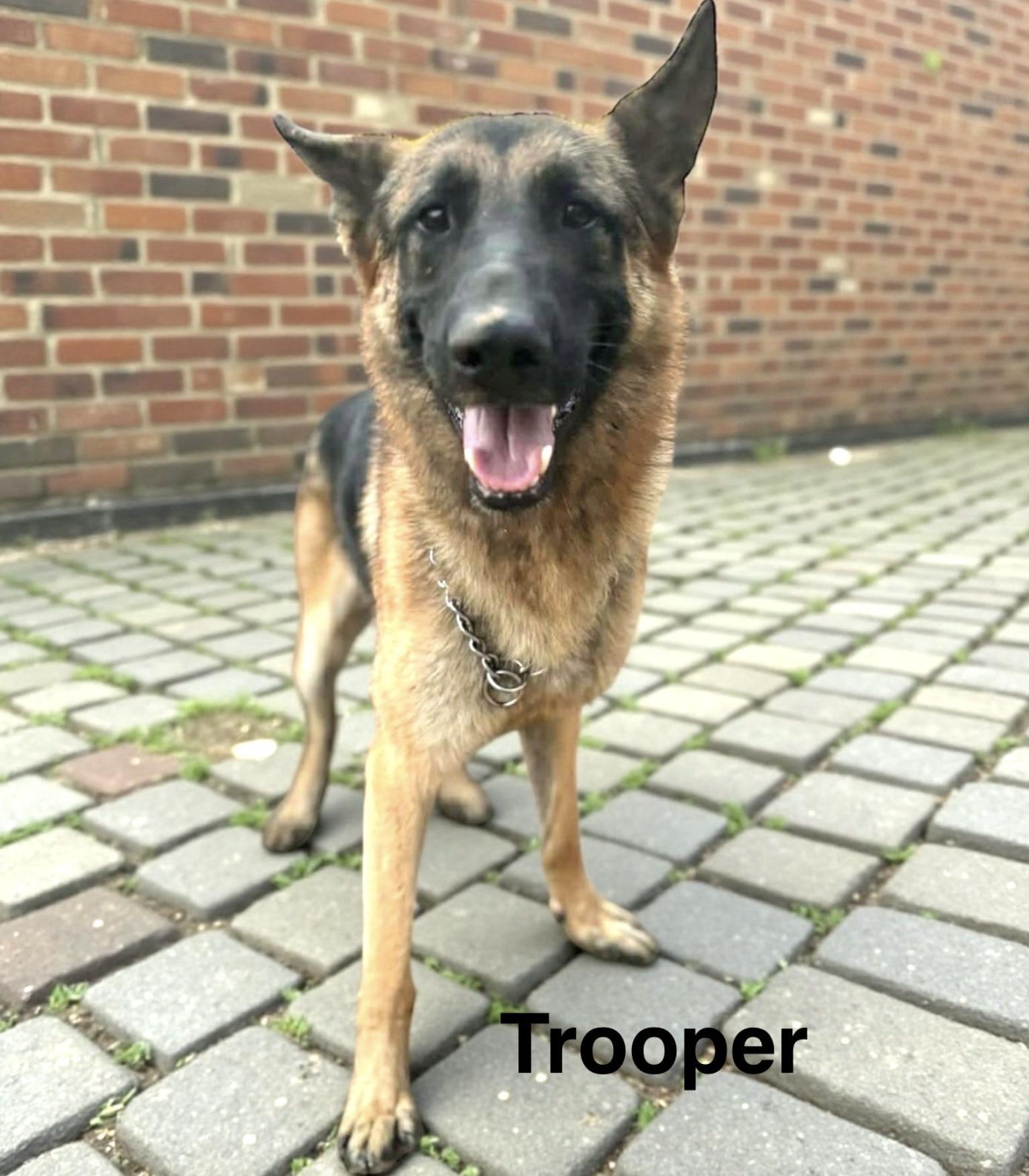 Trooper — thumbnail 4