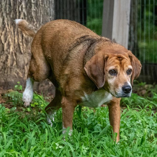 Enlarge Chance, a Adoptable mixed breed in Windham, NH image 3/3