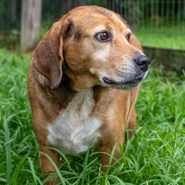 Enlarge Chance, a Adoptable mixed breed in Windham, NH image 2/3