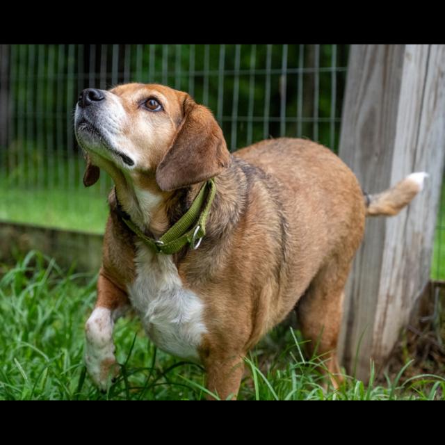 Chance, Adoptable, Adult Male Beagle.