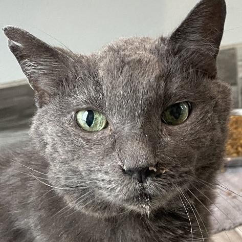 Rayma, Adoptable, Senior Female Domestic Short Hair.