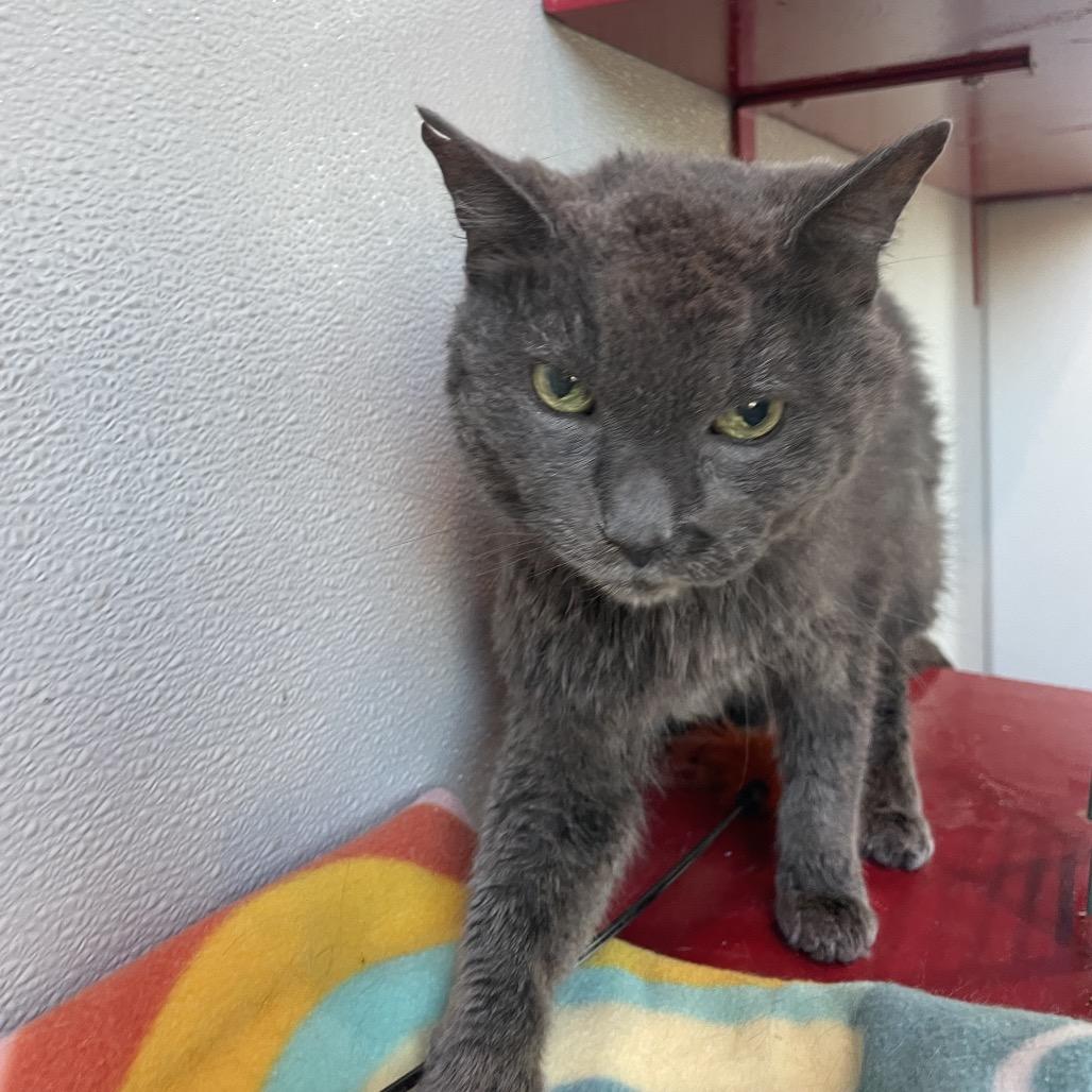 Enlarge Rayma, a Adoptable Domestic Short Hair in West Des Moines, IA image 2/3