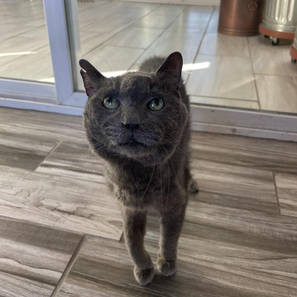 Enlarge Rayma, a Adoptable Domestic Short Hair in West Des Moines, IA image 3/3