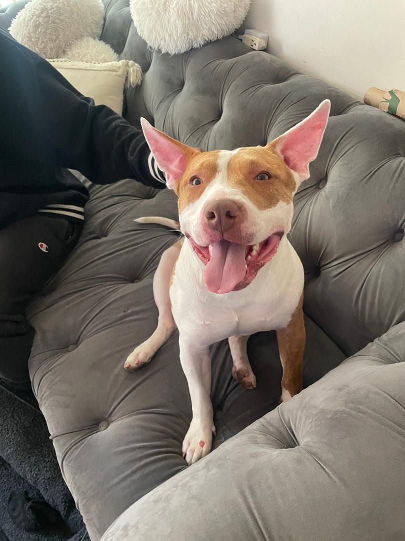 Enlarge Jasper, a Adoptable American Staffordshire Terrier in BEVERLY HILLS, CA image 1/5