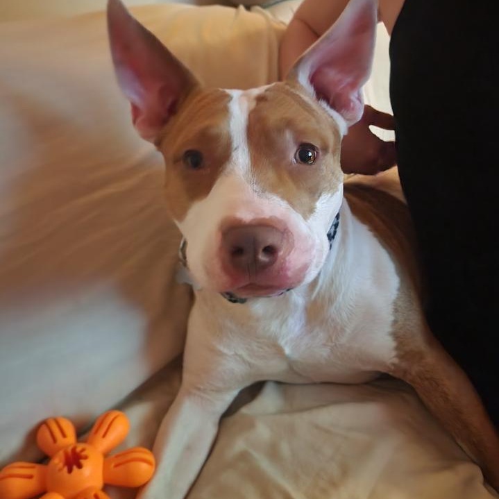 Enlarge Jasper, a Adoptable American Staffordshire Terrier in BEVERLY HILLS, CA image 5/5