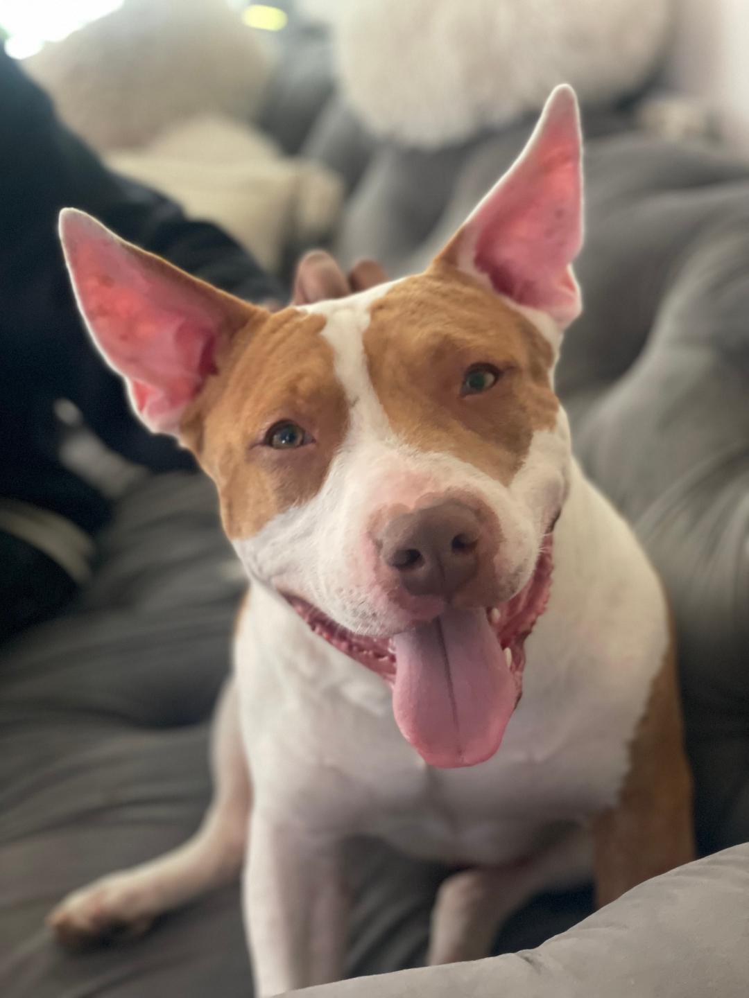 Jasper American Staffordshire Terrier Dog