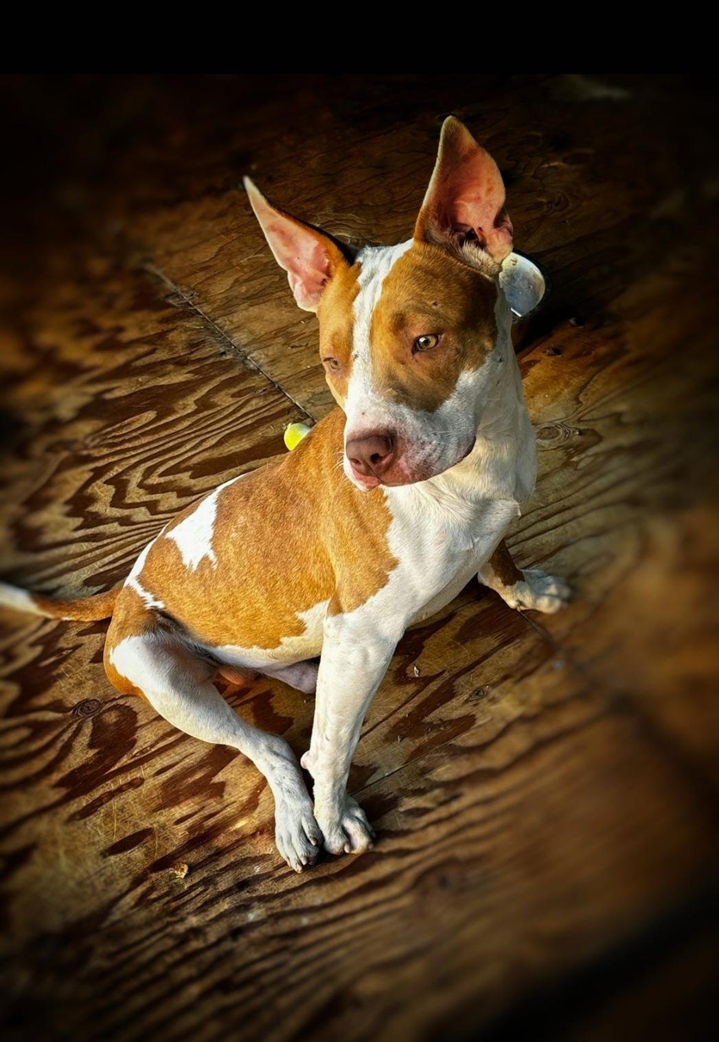 Enlarge Jasper, a Adoptable American Staffordshire Terrier in BEVERLY HILLS, CA image 4/5