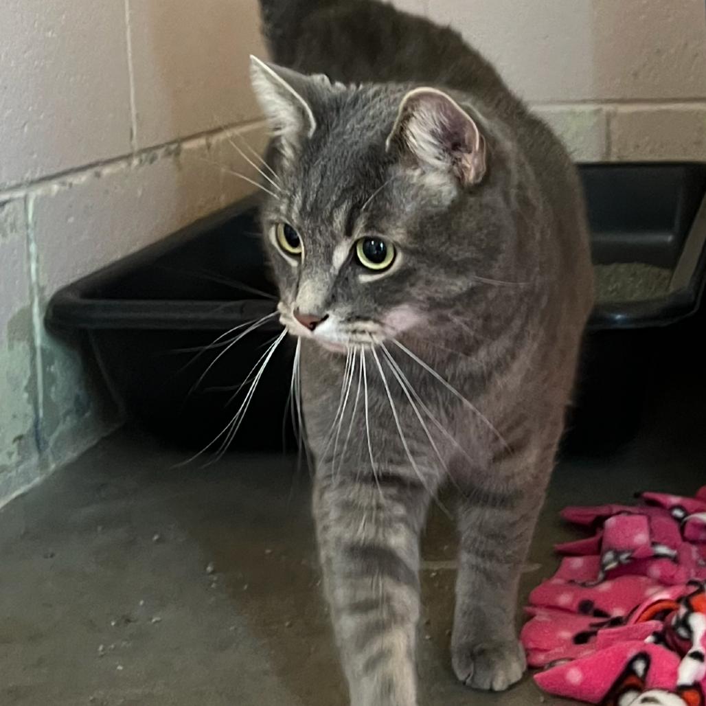 Enlarge Sofia, a Adoptable Domestic Short Hair in Owosso, MI image 1/5