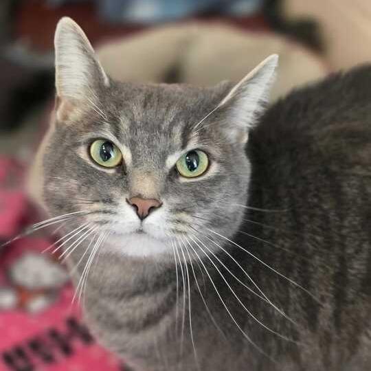 Enlarge Sofia, a Adoptable Domestic Short Hair in Owosso, MI image 2/5