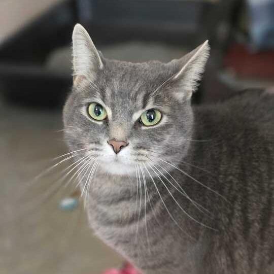 Enlarge Sofia, a Adoptable Domestic Short Hair in Owosso, MI image 3/5