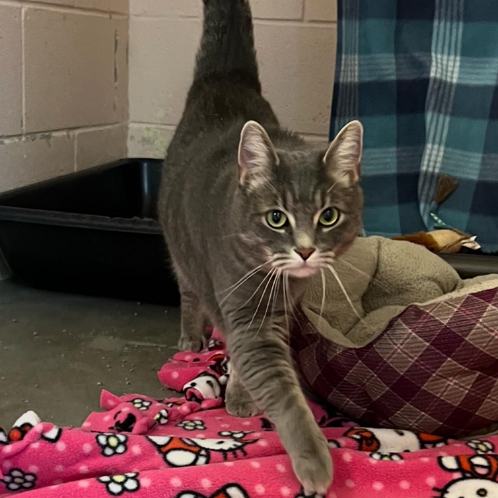 Enlarge Sofia, a Adoptable Domestic Short Hair in Owosso, MI image 4/5