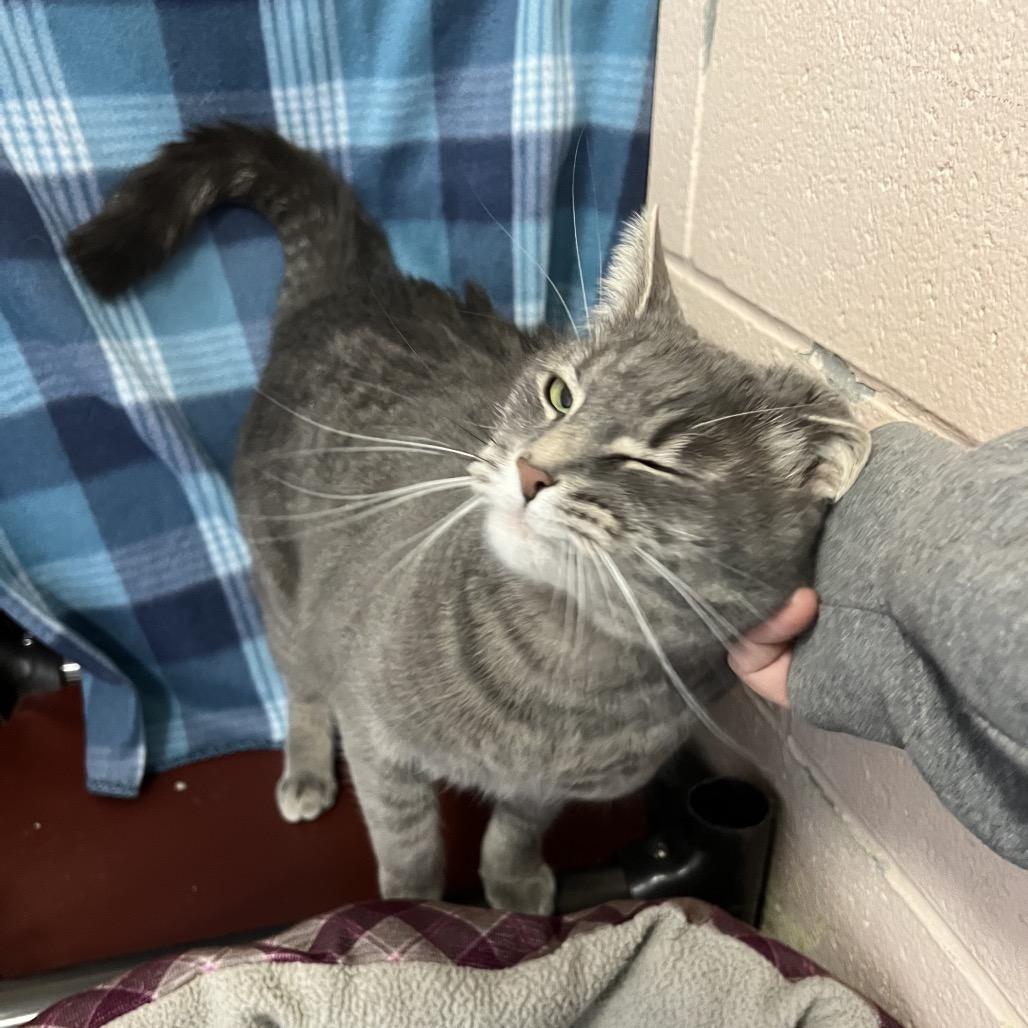 Enlarge Sofia, a Adoptable Domestic Short Hair in Owosso, MI image 5/5