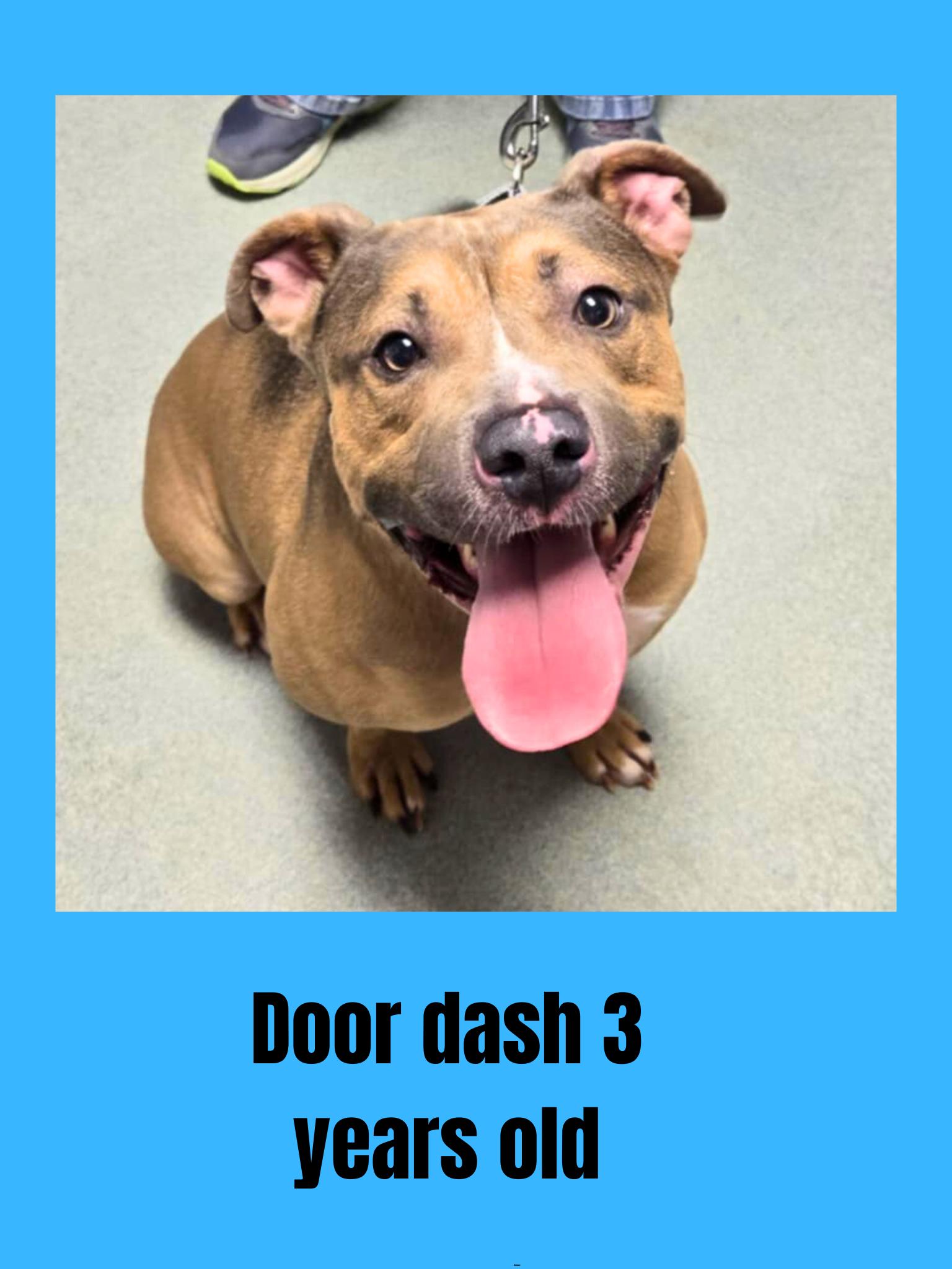 Door Dash, an adoptable Mixed Breed in Ravenna, OH, 44266 | Photo Image 1
