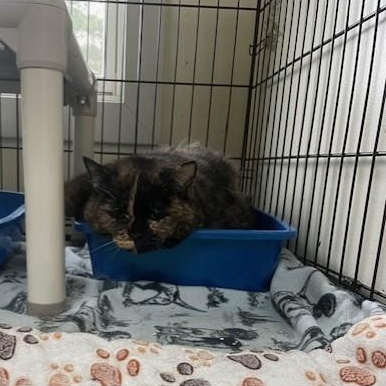 Myra, a ADOPTABLE Dilute Tortoiseshell in Attleboro, MA image 1/2