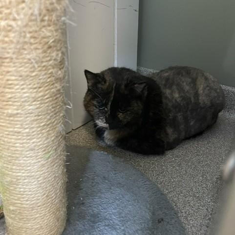 Myra, a ADOPTABLE Dilute Tortoiseshell in Attleboro, MA image 2/2