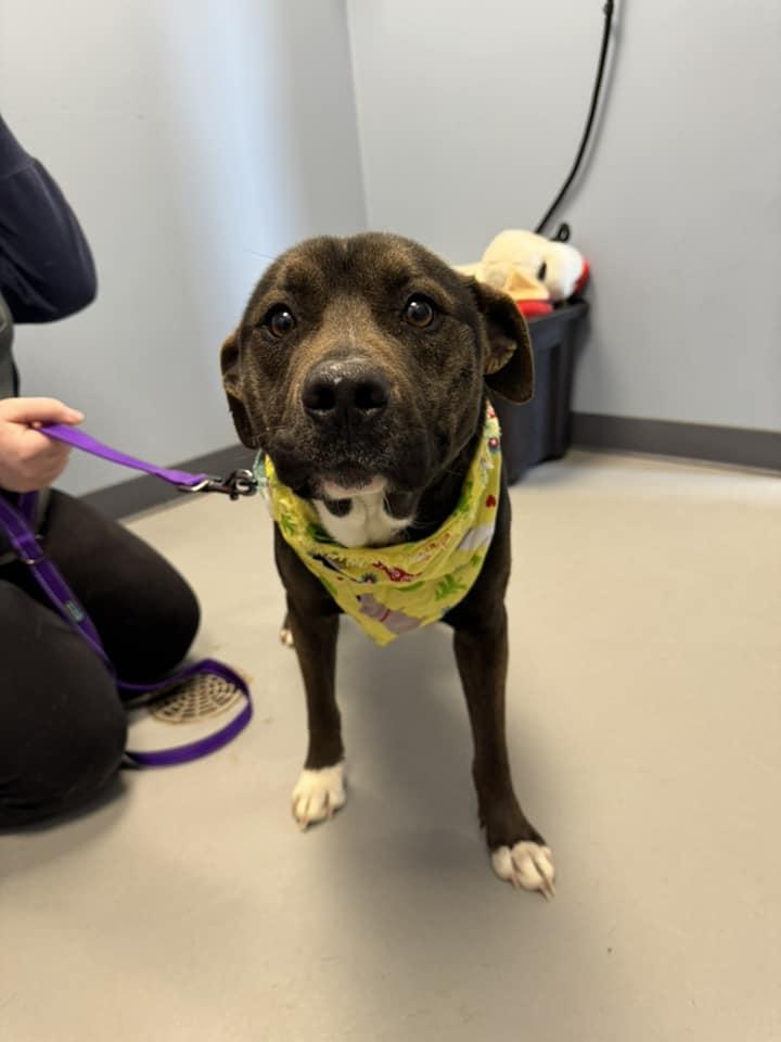 Enlarge Chet , a ADOPTABLE mixed breed in Zanesville, OH image 2/2