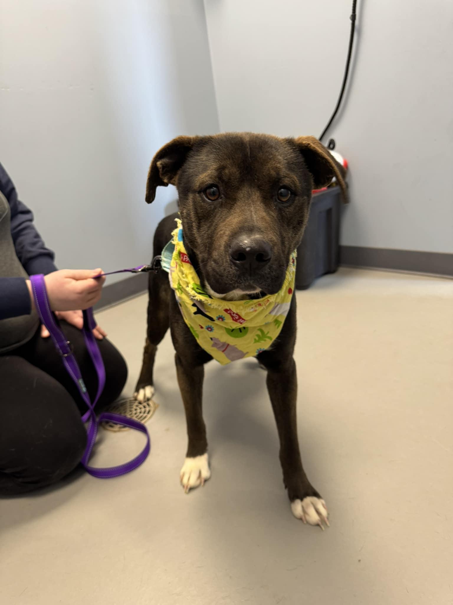 Chet , ADOPTABLE, Young Male Terrier.