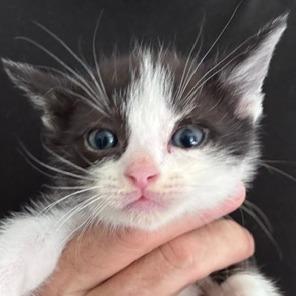 Hank, Adoptable, Kitten Male Domestic Short Hair.