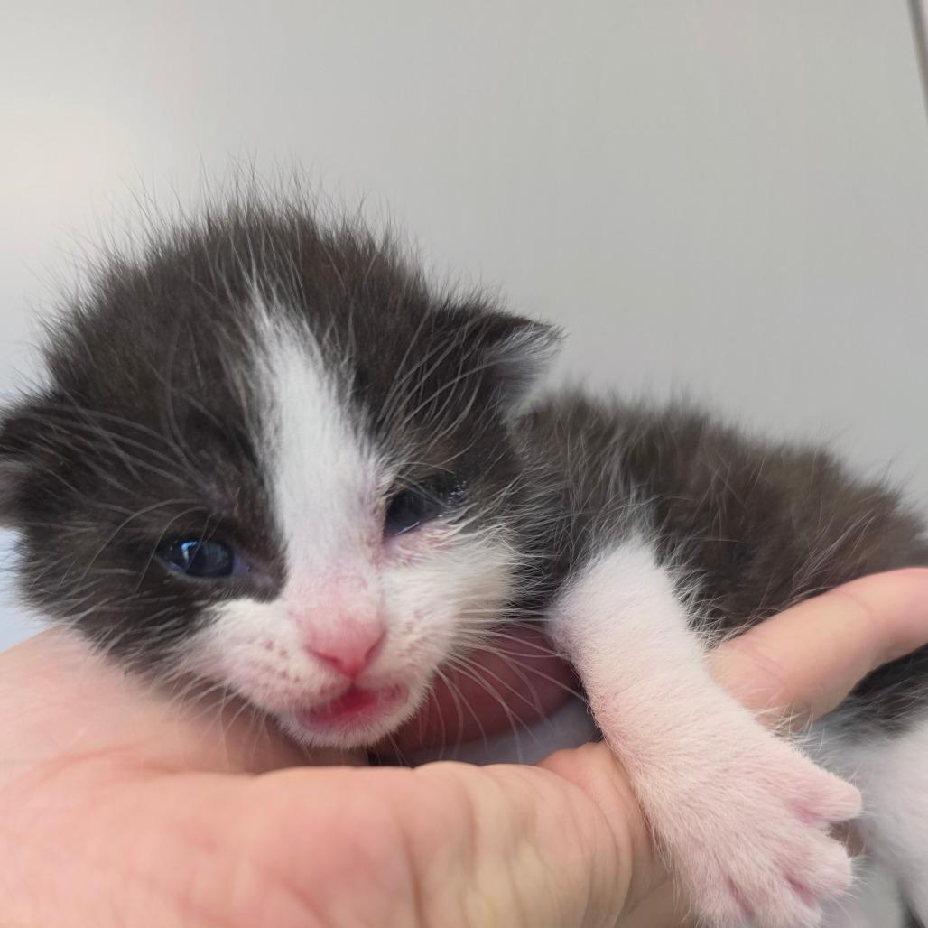 Enlarge Hank, a Adoptable Domestic Short Hair in Sand Springs, OK image 4/4