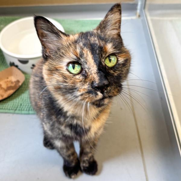 Enlarge Paisley -- Bonded Buddy With Lucy, a Adoptable mixed breed in Des Moines, IA image 1/1