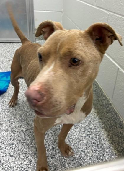 Enlarge 25-175 Margret, a Adoptable Mixed Breed in Barnesville, GA image 1/2