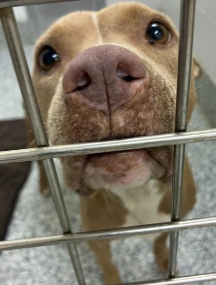 Enlarge 25-175 Margret, a Adoptable Mixed Breed in Barnesville, GA image 2/2