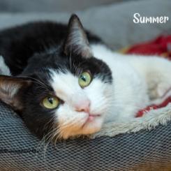 Enlarge Summer, a Adoptable mixed breed in Pekin, IL image 1/1