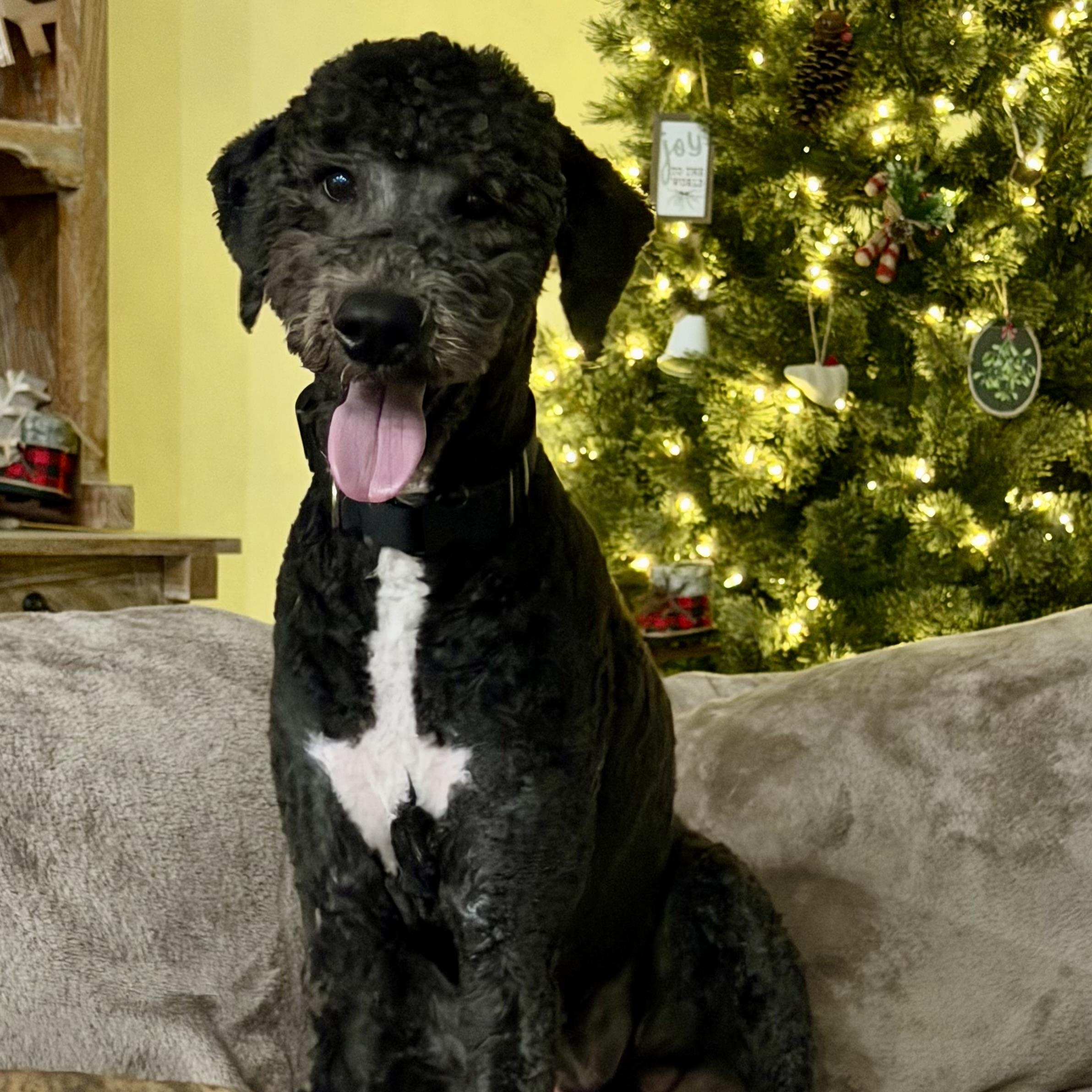 Enlarge ATLAS, a ADOPTABLE mixed breed in Warwick, RI image 1/3