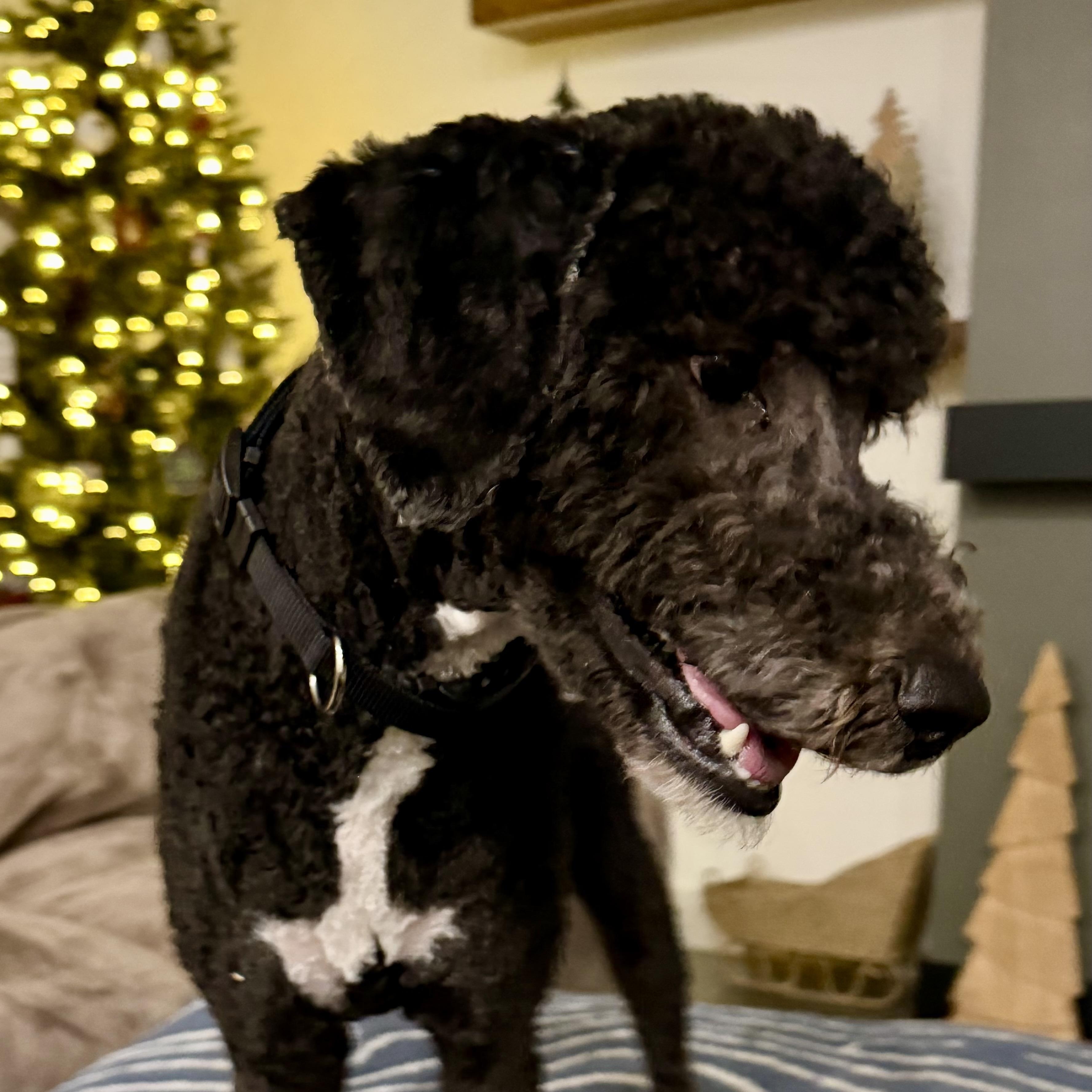 Enlarge ATLAS, a ADOPTABLE mixed breed in Warwick, RI image 2/3