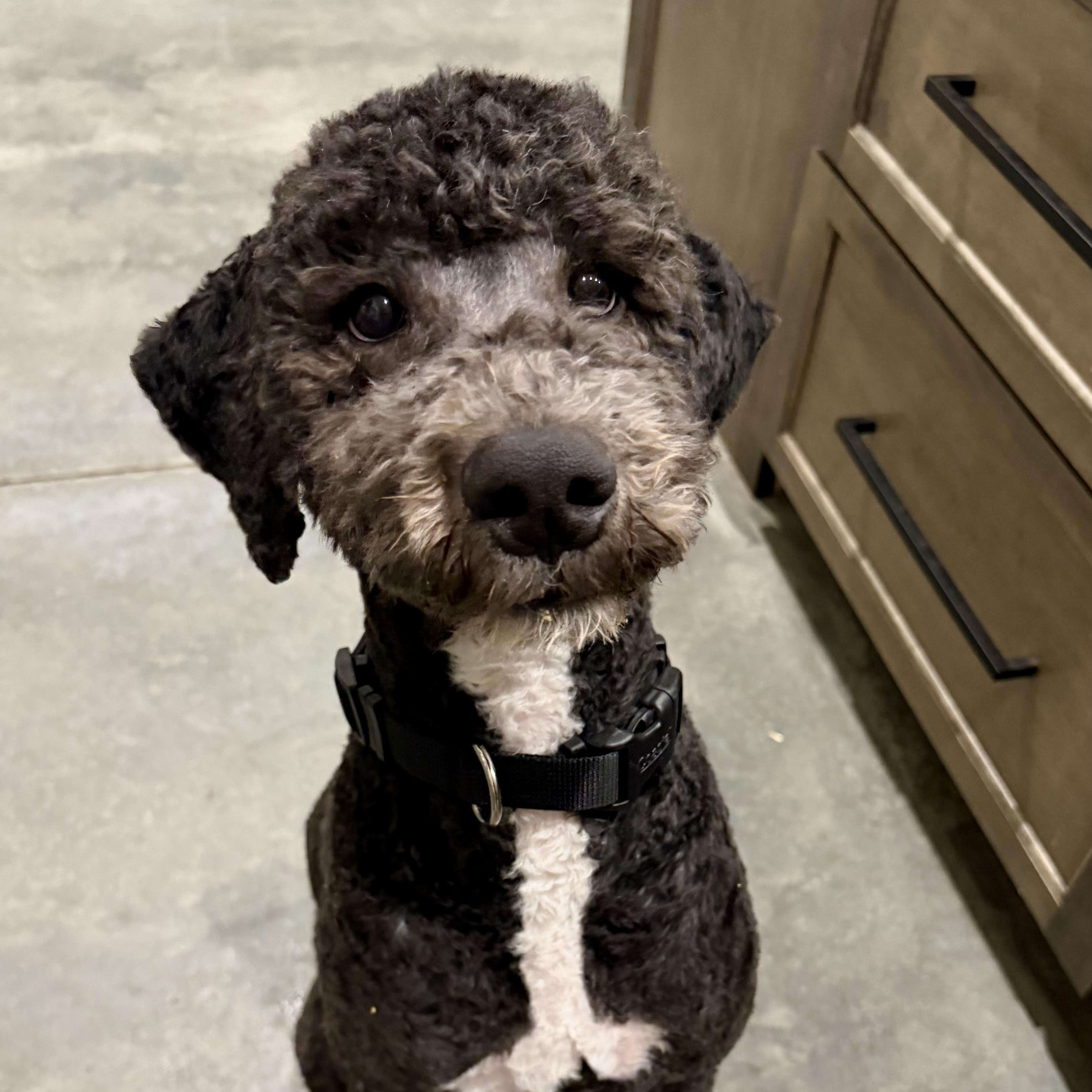 Enlarge ATLAS, a ADOPTABLE mixed breed in Warwick, RI image 3/3