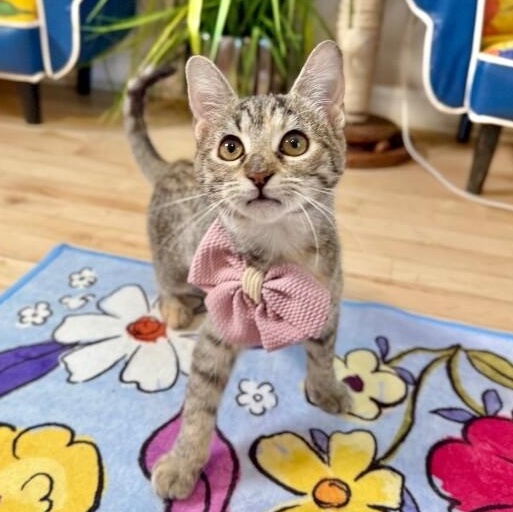 Luna Lopez, Adoptable, Kitten Female Domestic Short Hair & Tabby.