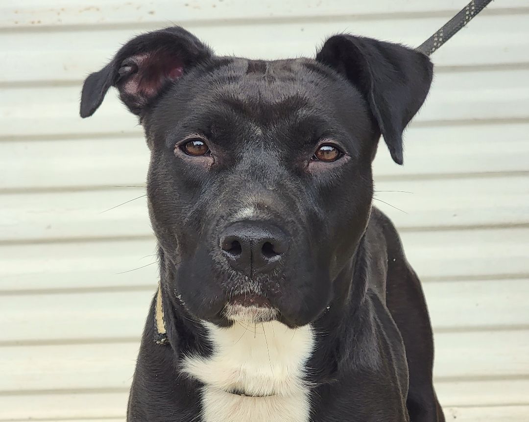 Bonnie, Adoptable, Adult Female Boxer & Mixed Breed.