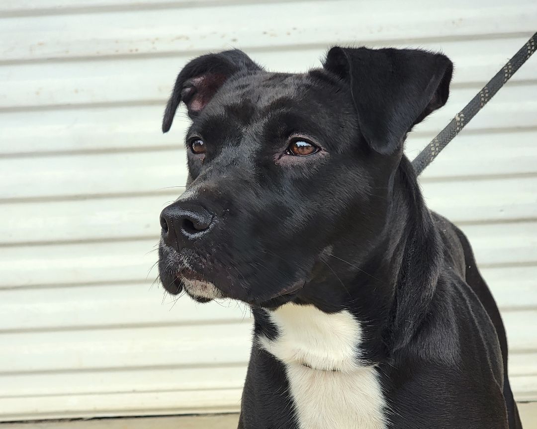 Enlarge Bonnie, a Adoptable mixed breed in Anniston, AL image 2/5